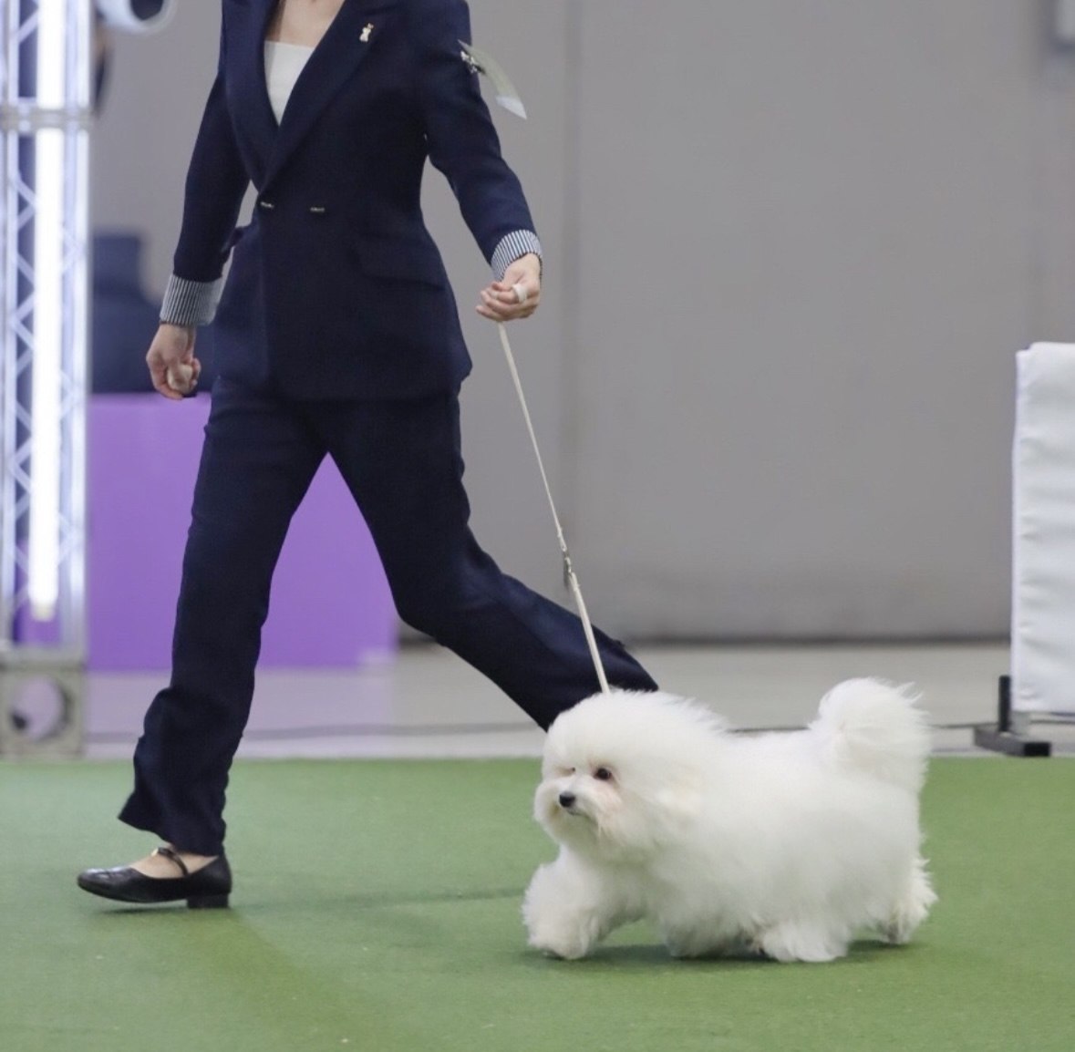 도그쇼 링을 걷는 꼬똥드툴레아